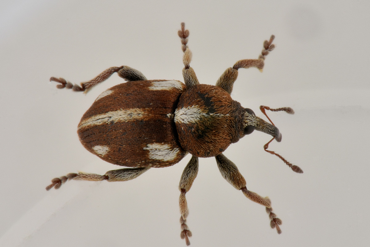 Curculionidae:  Tychius quinquepunctatus? S.